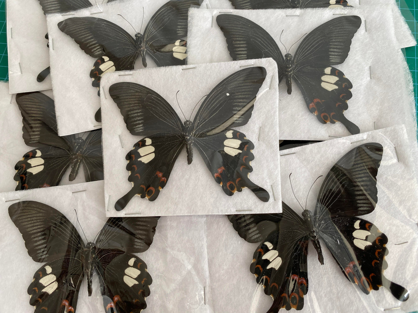 Real Butterfly Taxidermy, Papilio Helenus, Dried Specimen Spread Wings, Real Insect Entomology Display