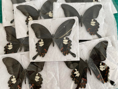 Real Butterfly Taxidermy, Papilio Helenus, Dried Specimen Spread Wings, Real Insect Entomology Display