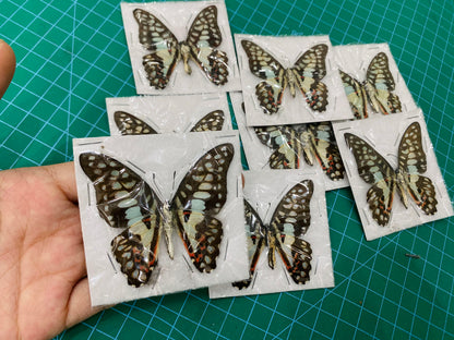 Real Blue Butterfly Taxidermy, Dried Specimen Spread Wings, Real Insect Display