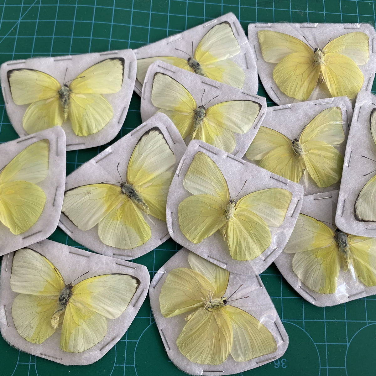 Real Lemon Emigrant Butterfly Specimen, Butterfly Taxidermy Open wings, Insect Entomology Display, Décor
