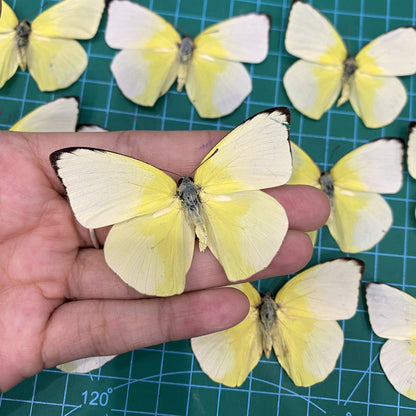 Real Lemon Emigrant Butterfly Specimen, Butterfly Taxidermy Open wings, Insect Entomology Display, Décor