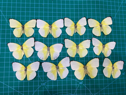 Real Lemon Emigrant Butterfly Specimen, Butterfly Taxidermy Open wings, Insect Entomology Display, Décor