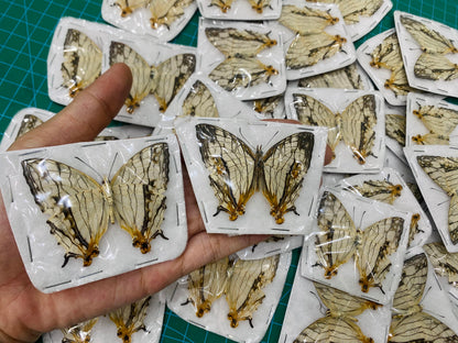 Real Butterfly Specimen, Map Butterfly Taxidermy Open wings, Insect Entomology Display, Décor
