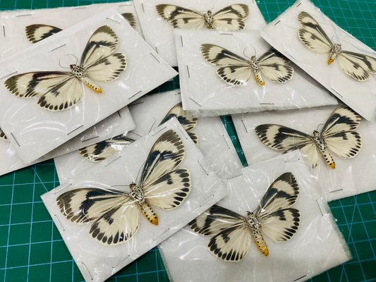 Real Moth Specimen, Erebid Moth Taxidermy Open wings, Insect Entomology Display, Decor