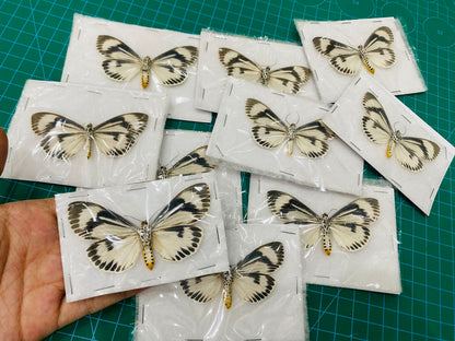 Real Moth Specimen, Erebid Moth Taxidermy Open wings, Insect Entomology Display, Decor