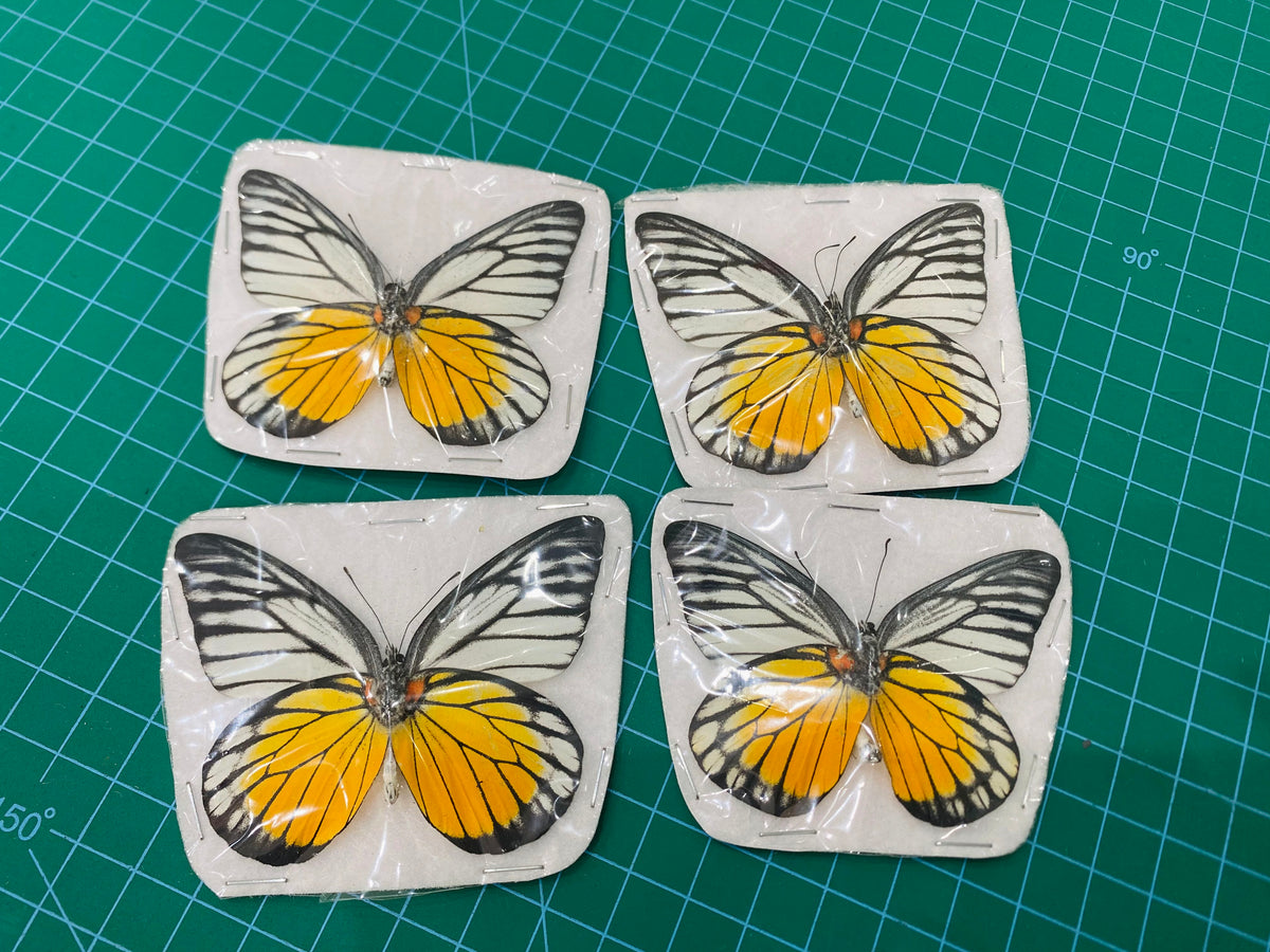 Yellow Butterfly Taxidermy, Prioneris thestylis, Dried Specimen Spread Wings, Real Insect Display