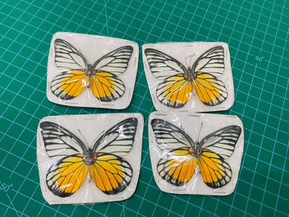 Yellow Butterfly Taxidermy, Prioneris thestylis, Dried Specimen Spread Wings, Real Insect Display