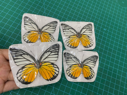 Yellow Butterfly Taxidermy, Prioneris thestylis, Dried Specimen Spread Wings, Real Insect Display