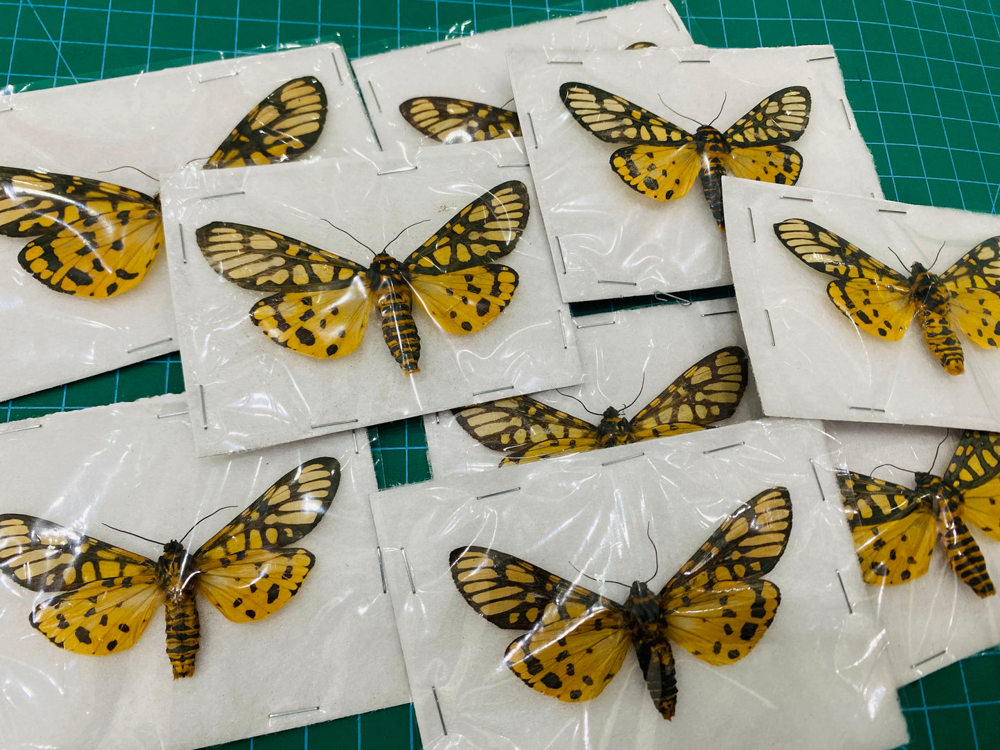 Real Yellow Tiger Moth Specimen, Moth Taxidermy Open wings, Insect Entomology Display, Decor