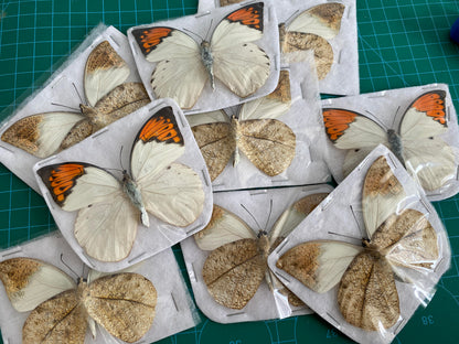 Real Hebomoia glaucippe Great Orangetip Dried Butterfly Specimen Spread Wings