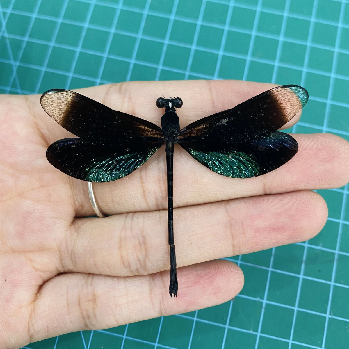 Metallic Black Green Dragonfly Specimen, Real Pinned Dried Insect Taxidermy, Entomology Specimen, Bug Art Collection