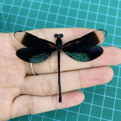 Metallic Black Green Dragonfly Specimen, Real Pinned Dried Insect Taxidermy, Entomology Specimen, Bug Art Collection