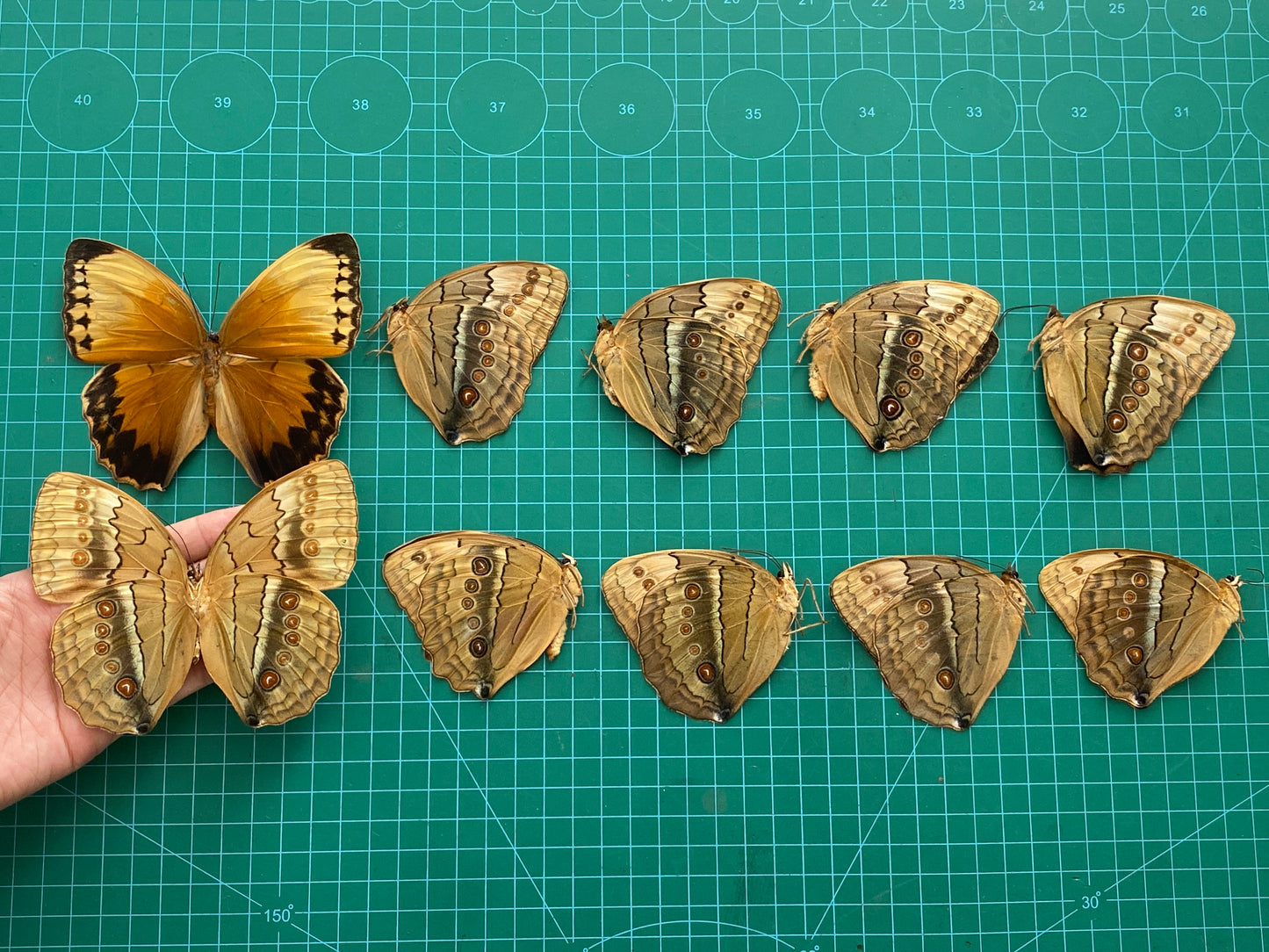 Real Orange Jungle Queen Butterfly Specimen, Unmounted Dried Butterfly, Natural Insect Collectible