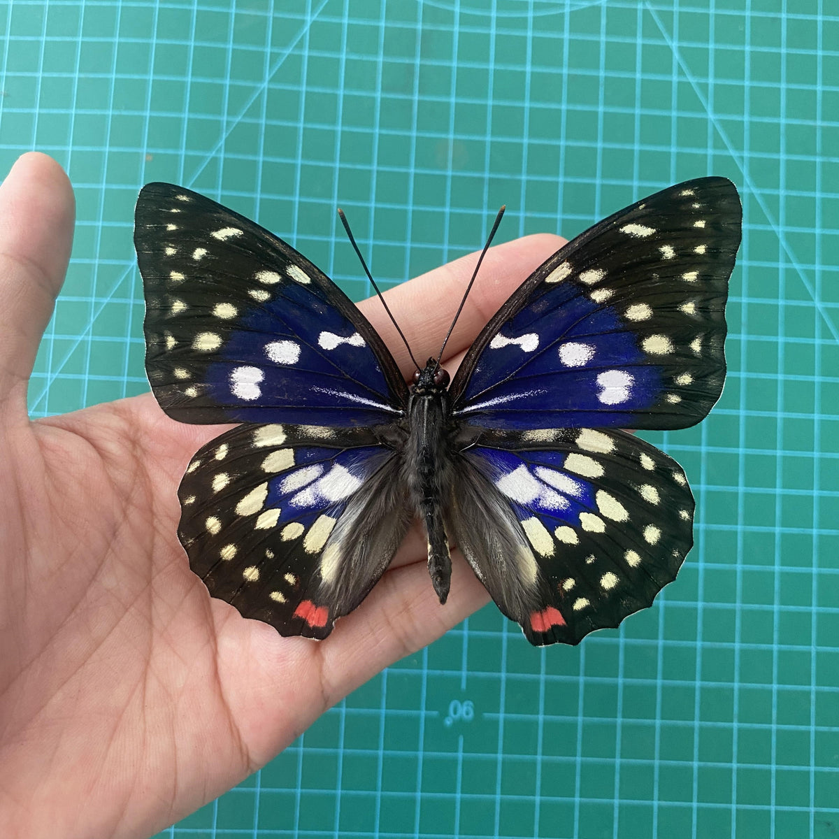 Real Purple Butterfly Taxidermy, Sasakia Charonda, Dried Specimen Spread Wings, Real Insect Entomology Display
