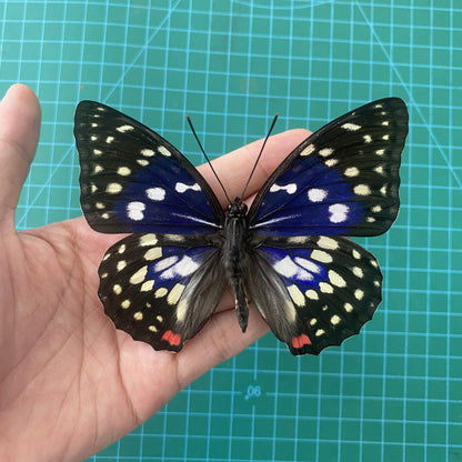 Real Purple Butterfly Taxidermy, Sasakia Charonda, Dried Specimen Spread Wings, Real Insect Entomology Display