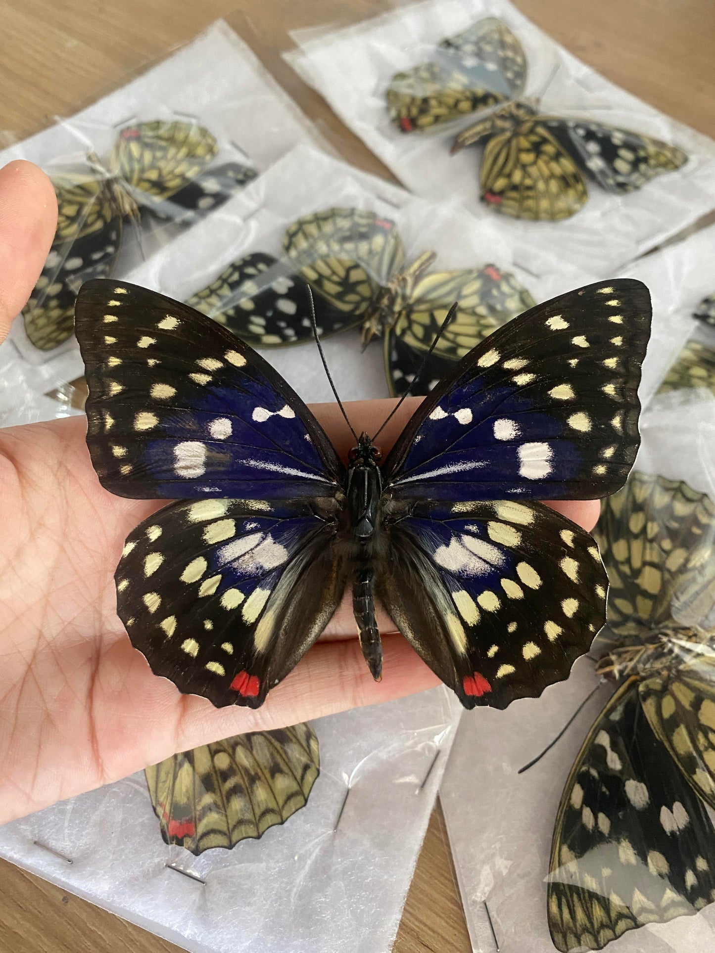 Real Purple Butterfly Taxidermy, Sasakia Charonda, Dried Specimen Spread Wings, Real Insect Entomology Display