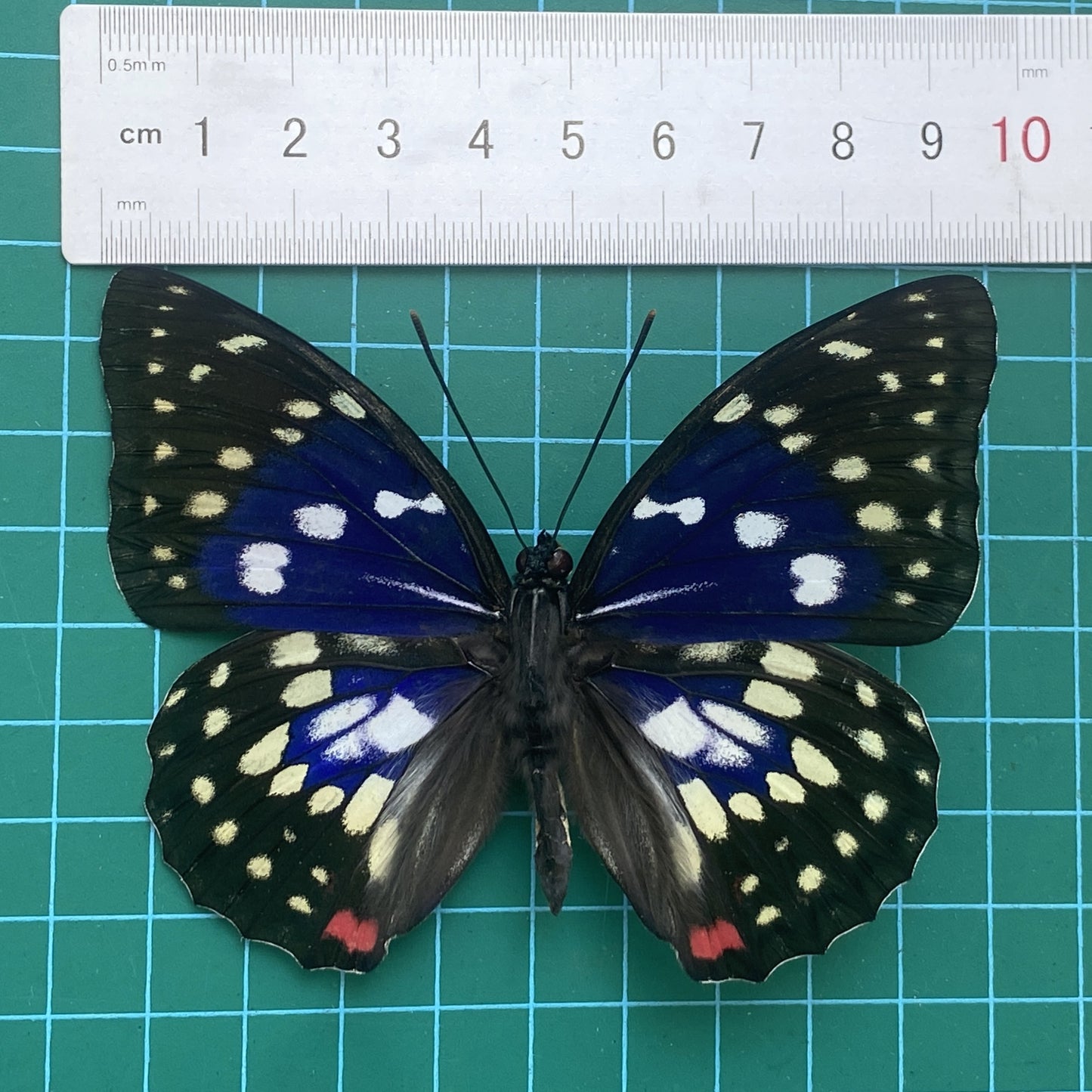 Real Purple Butterfly Taxidermy, Sasakia Charonda, Dried Specimen Spread Wings, Real Insect Entomology Display