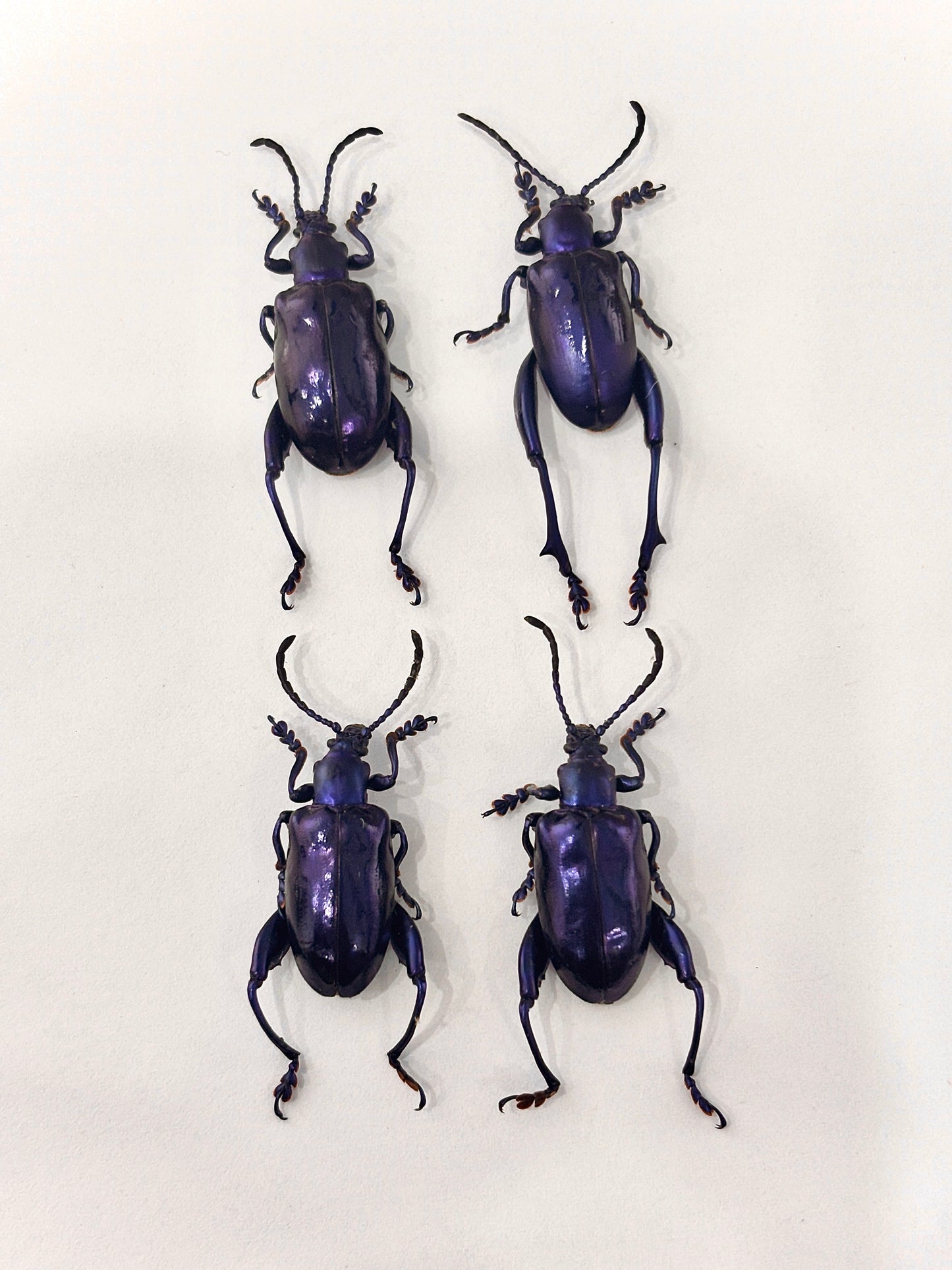 Real Frog-legged Beetle Specimen, Insect Bug Taxidermy, Insect Entomology Display, Décor