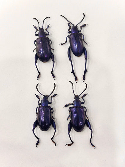 Real Frog-legged Beetle Specimen, Insect Bug Taxidermy, Insect Entomology Display, Décor