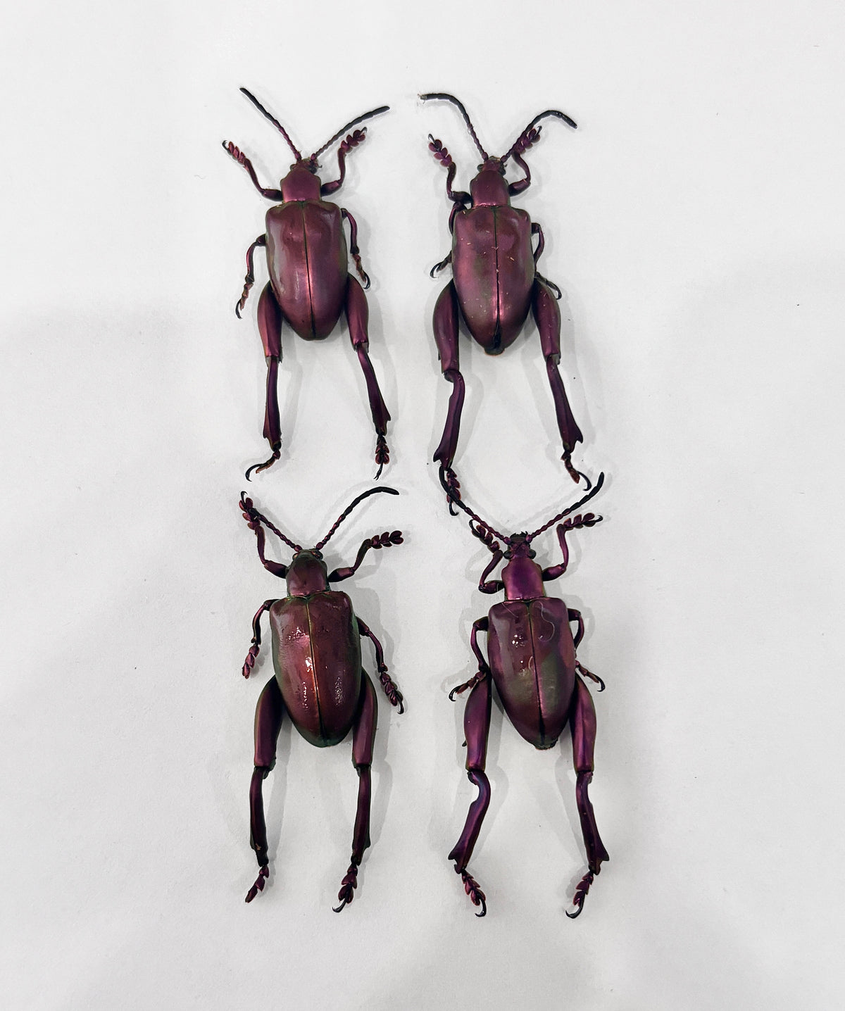 Real Frog-legged Beetle Specimen, Insect Bug Taxidermy, Insect Entomology Display, Décor