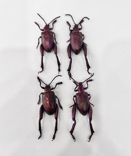 Real Frog-legged Beetle Specimen, Insect Bug Taxidermy, Insect Entomology Display, Décor