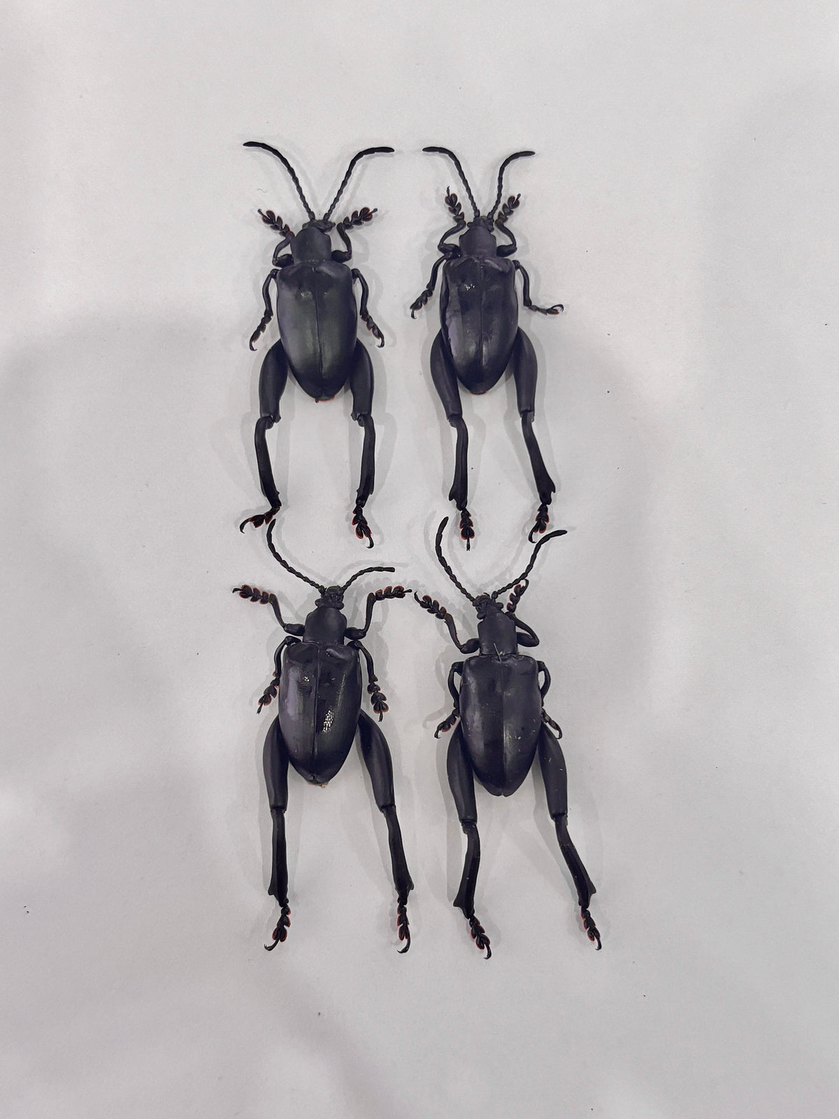 Real Frog-legged Beetle Specimen, Insect Bug Taxidermy, Insect Entomology Display, Décor