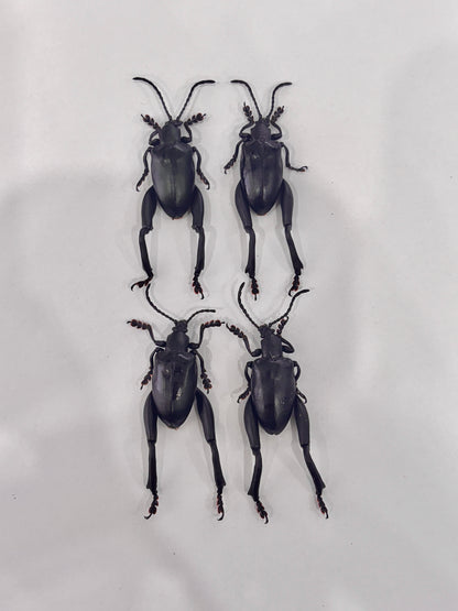 Real Frog-legged Beetle Specimen, Insect Bug Taxidermy, Insect Entomology Display, Décor