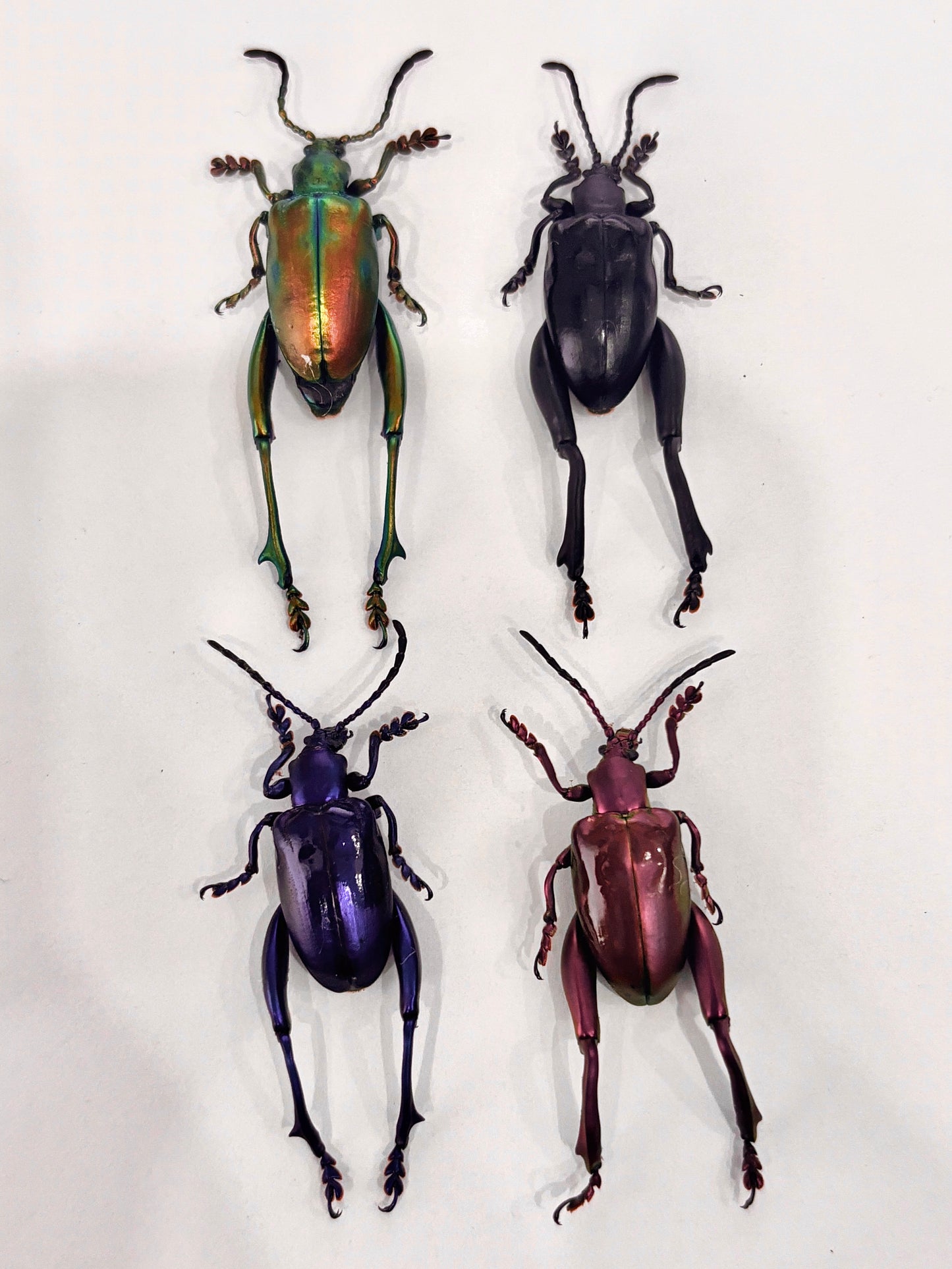Real Frog-legged Beetle Specimen, Insect Bug Taxidermy, Insect Entomology Display, Décor