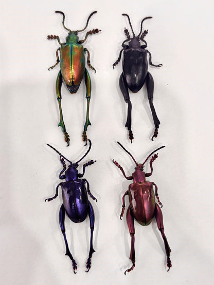 Real Frog-legged Beetle Specimen, Insect Bug Taxidermy, Insect Entomology Display, Décor