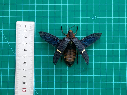 Real Beetle Specimen Spread Wings Unmouted, Insect Bug Taxidermy , Insect Entomology Display
