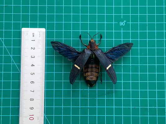 Real Beetle Specimen Spread Wings Unmouted, Insect Bug Taxidermy , Insect Entomology Display