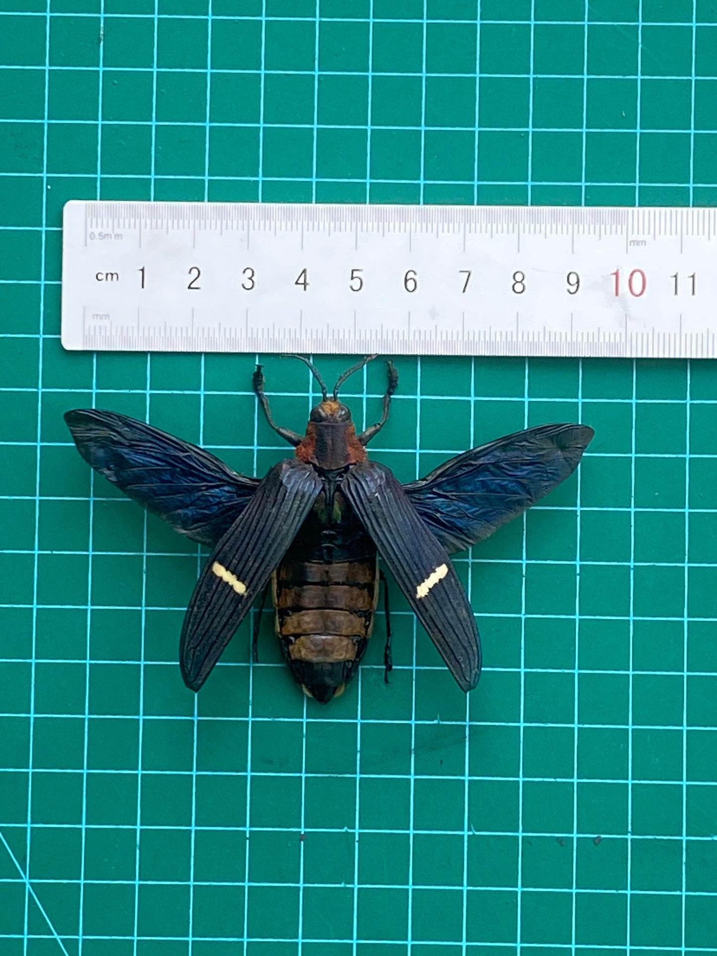 Real Beetle Specimen Spread Wings Unmouted, Insect Bug Taxidermy , Insect Entomology Display