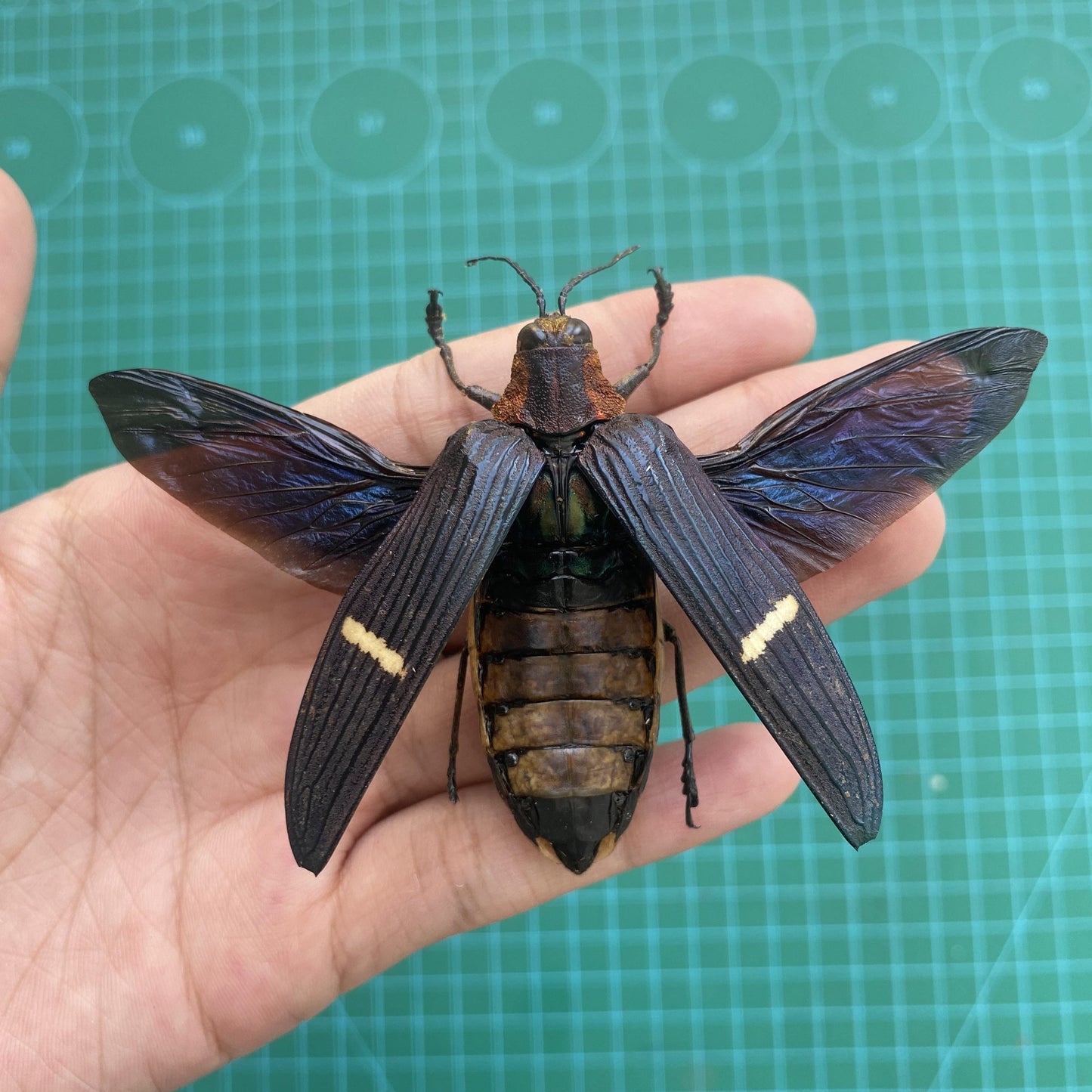 Real Beetle Specimen Spread Wings Unmouted, Insect Bug Taxidermy , Insect Entomology Display