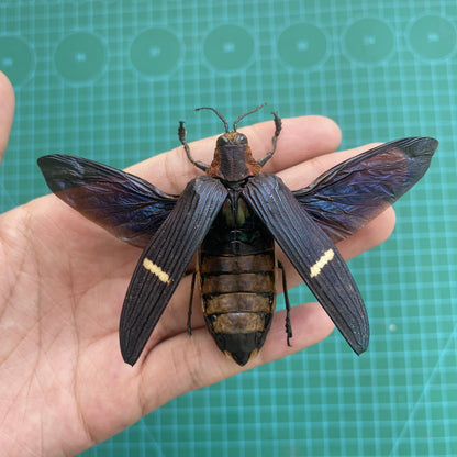 Real Beetle Specimen Spread Wings Unmouted, Insect Bug Taxidermy , Insect Entomology Display