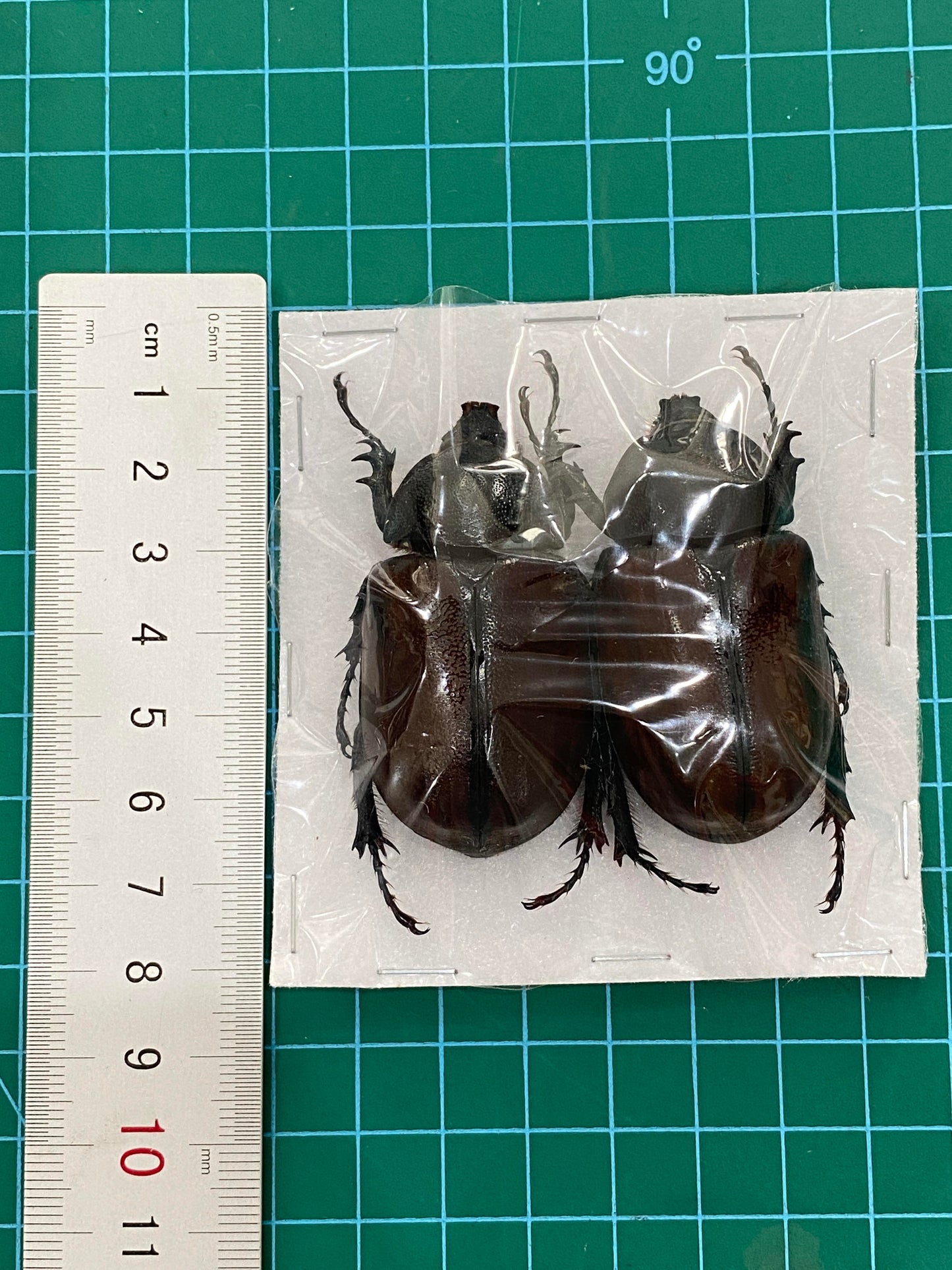Real Rhinoceros Beetle Specimen, Insect Bug Taxidermy Open wings, Insect Entomology Display
