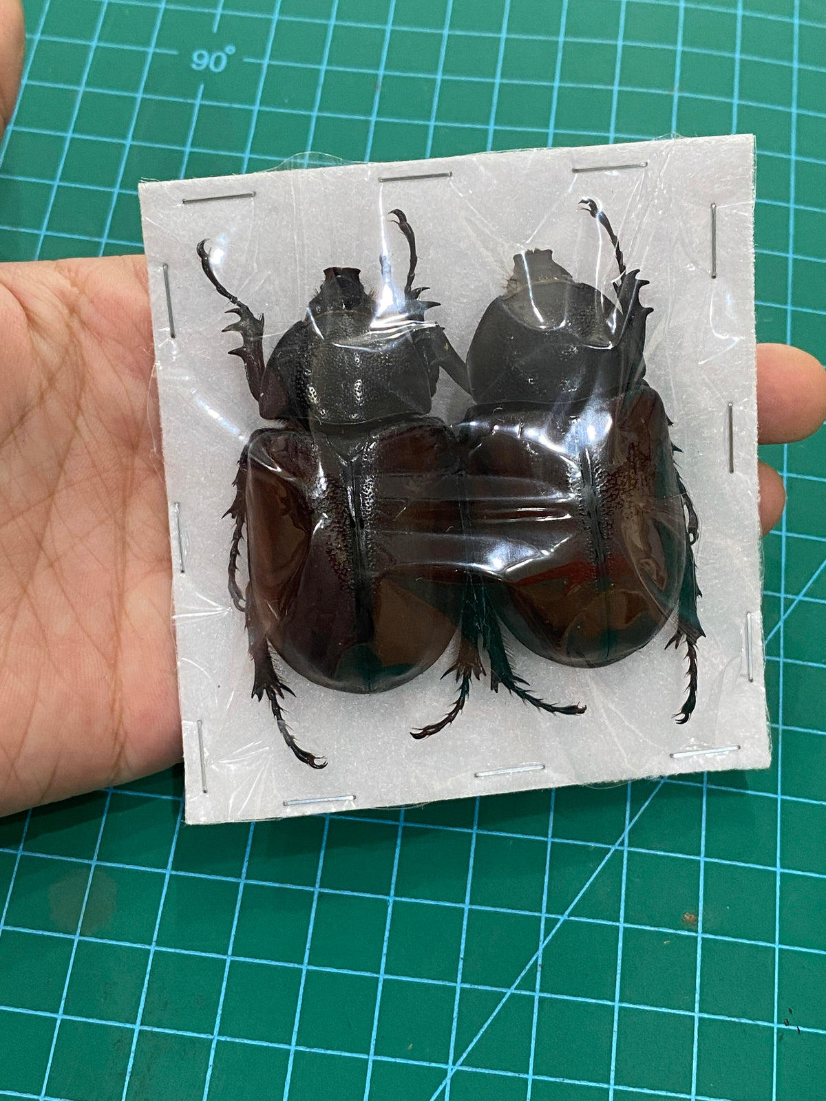 Real Rhinoceros Beetle Specimen, Insect Bug Taxidermy Open wings, Insect Entomology Display