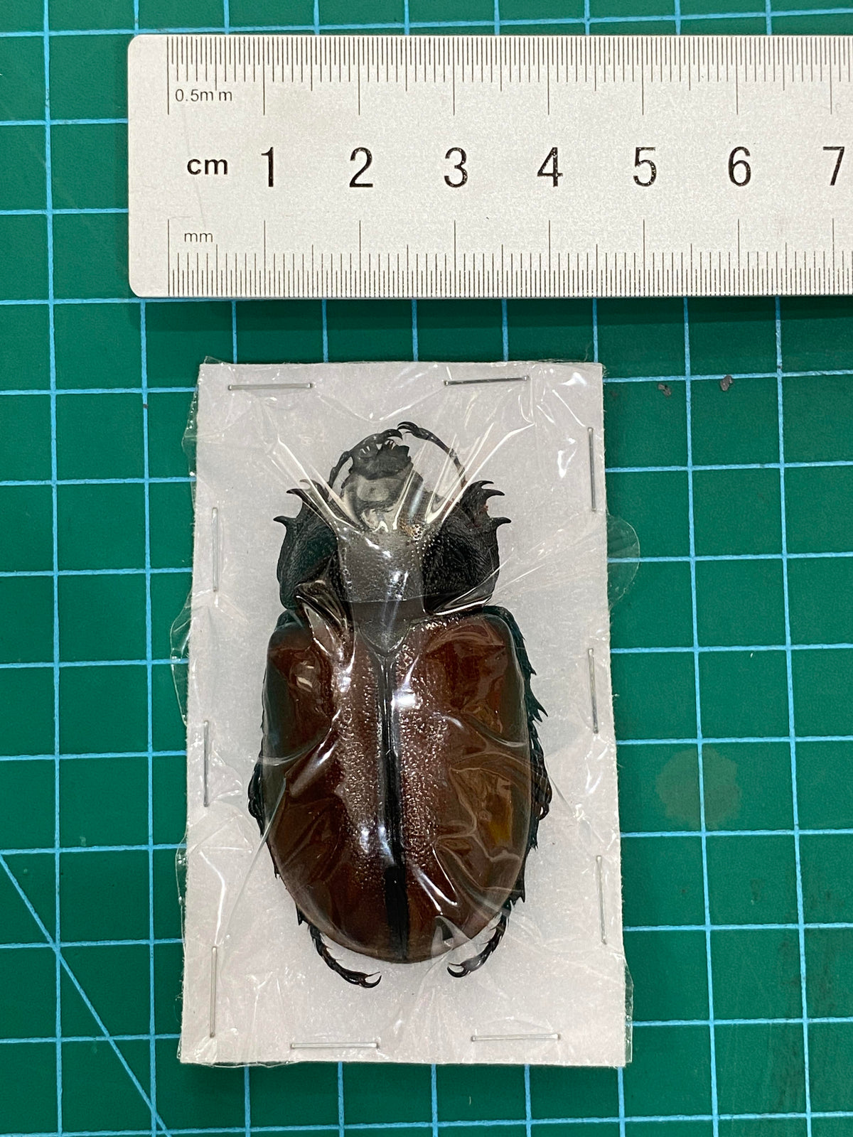 Real Rhinoceros Beetle Specimen, Insect Bug Taxidermy Open wings, Insect Entomology Display