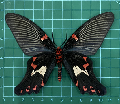 Real Mimic Moth Taxidermy, Epicopeia Polydora, Dried Specimen Spread Wings, Real Insect Entomology Display