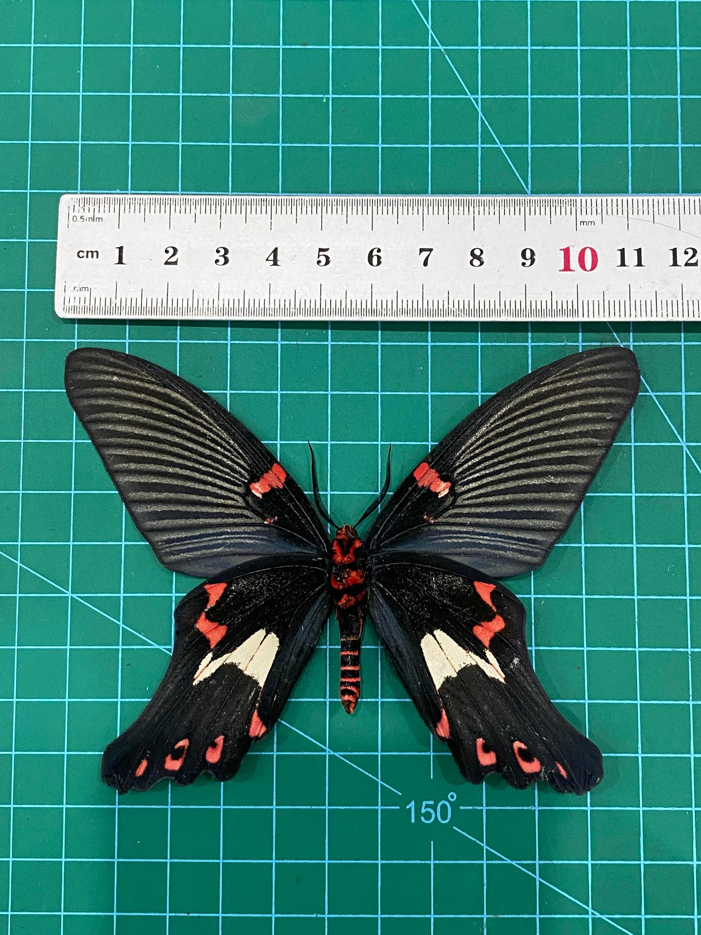 Real Mimic Moth Taxidermy, Epicopeia Polydora, Dried Specimen Spread Wings, Real Insect Entomology Display