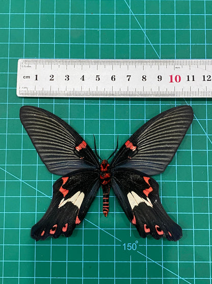 Real Mimic Moth Taxidermy, Epicopeia Polydora, Dried Specimen Spread Wings, Real Insect Entomology Display