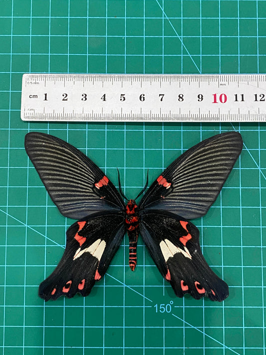 Real Mimic Moth Taxidermy, Epicopeia Polydora, Dried Specimen Spread Wings, Real Insect Entomology Display