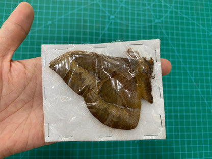 Insect Taxidermy Moth, 10pcs Saturniidae Specimens Mixed Moth Unmounted, Dried Insect Entomology Art Display UM-26