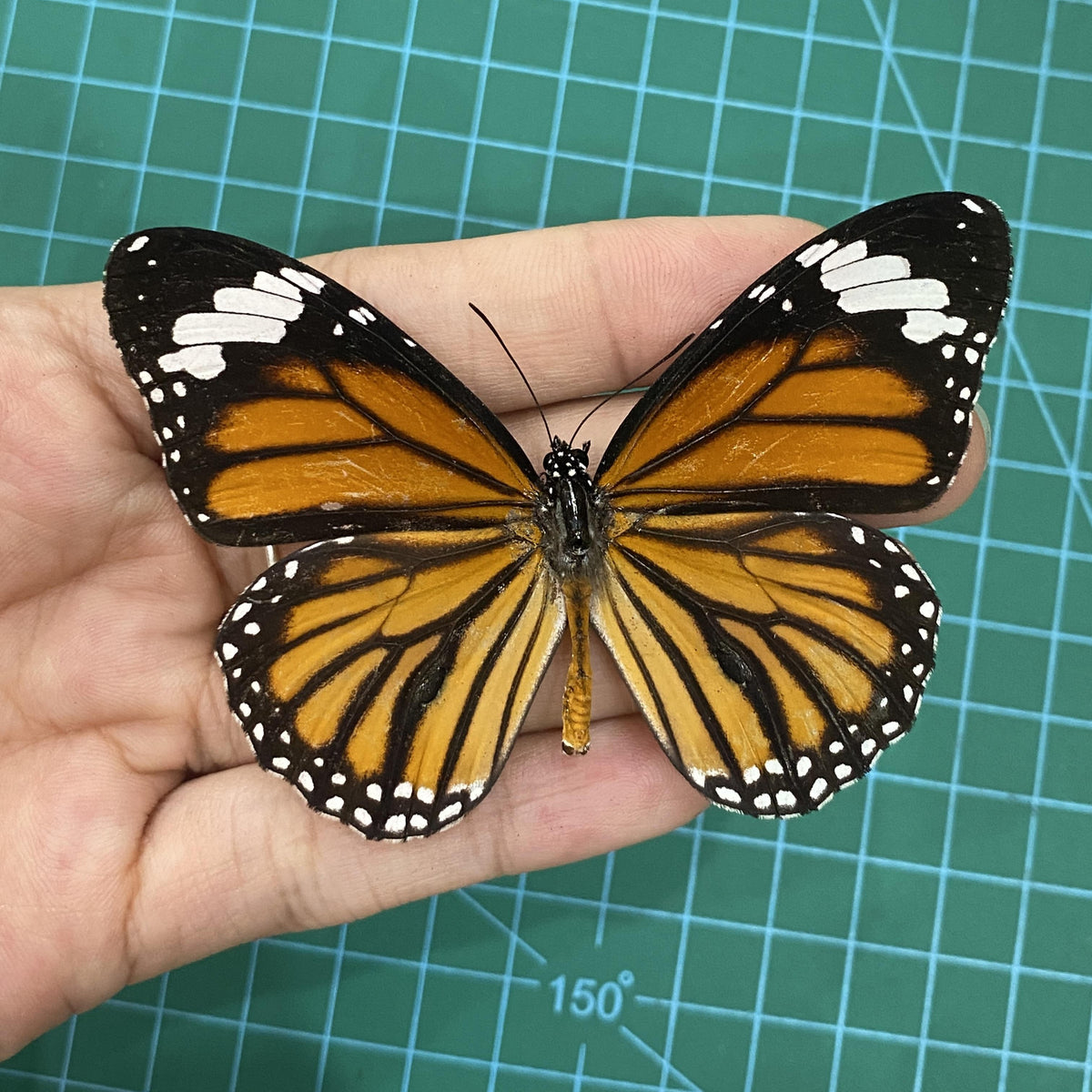 Monarch Butterfly Taxidermy, Open wings Butterflies Entomology Oddities, Real Insect Display