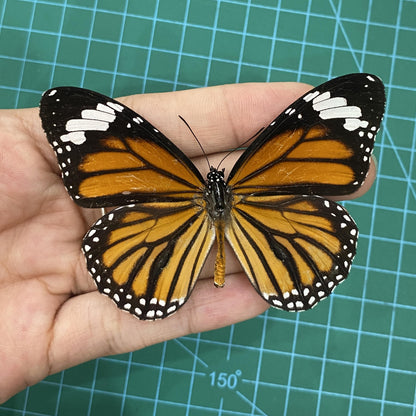 Monarch Butterfly Taxidermy, Open wings Butterflies Entomology Oddities, Real Insect Display