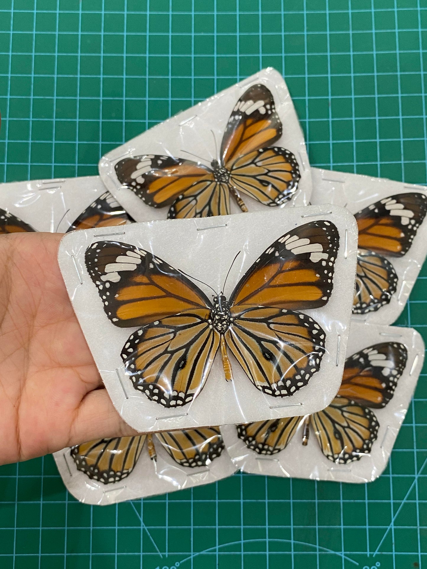 Monarch Butterfly Taxidermy, Open wings Butterflies Entomology Oddities, Real Insect Display