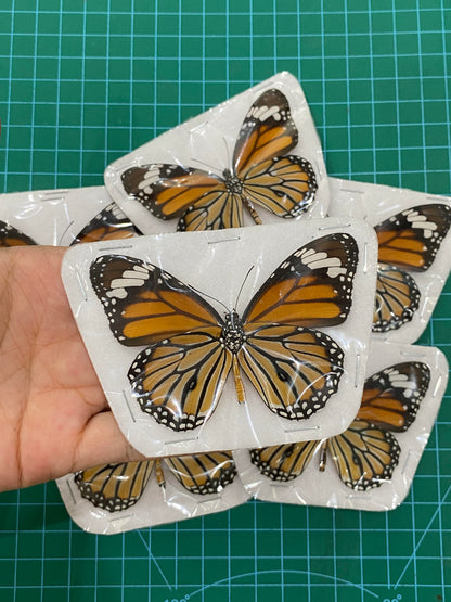 Monarch Butterfly Taxidermy, Open wings Butterflies Entomology Oddities, Real Insect Display