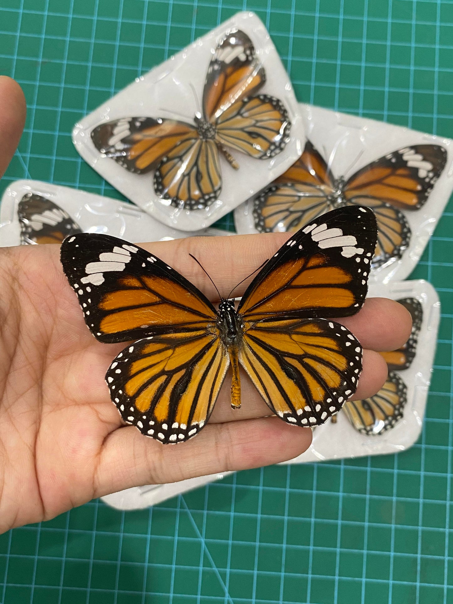 Monarch Butterfly Taxidermy, Open wings Butterflies Entomology Oddities, Real Insect Display