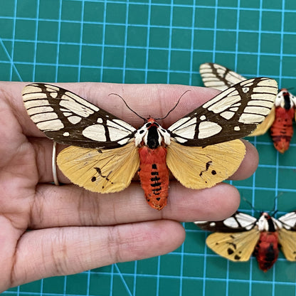 Real Tiger Moth Specimen, Moth Taxidermy Open wings, Insect Entomology Display, Decor