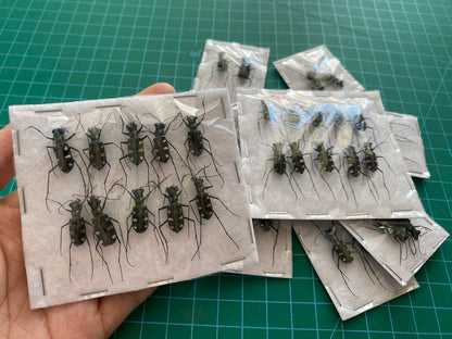 Real Carabidae Tiger Beetle Specimen, Insect Bug Taxidermy, Insect Entomology Display