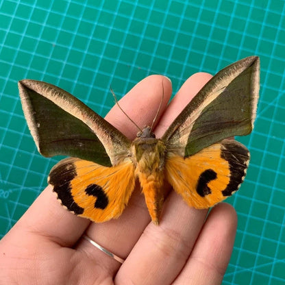Real Fruit Piercing Moth Taxidermy, Eudocima Moth, Unmounted Dried Butterfly, Natural Insect Collectible